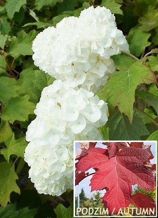 Гортензия дуболистная Гармония